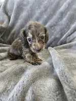 AKC Brindle Male, TEXT 520-254-7407, a male Dachshund for sale in Casa Grande, AZ – 2 of 10