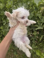 Lucy's Purebred Girl, a male Havanese for sale in Casa Grande, AZ – 3 of 5