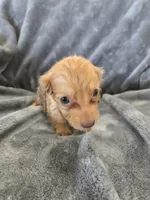 AKC Red Female, TEXT 520-254-7407, a female Dachshund for sale in Casa Grande, AZ – 3 of 10