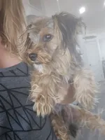 AKC Male $1000 TEXT 520-254-7407 , a male Yorkshire Terrier for sale in Casa Grande, AZ – 7 of 8