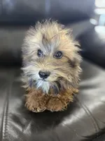 Daisy's Boy, TEXT 520-254-7407, a male Havanese for sale in Casa Grande, AZ – 7 of 10