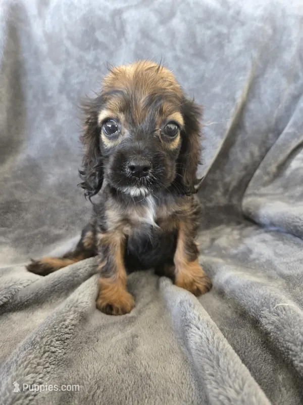 AKC Sable Girl, TEXT 520-254-7407 – Cocker Spaniel puppy for sale in Casa Grande, AZ