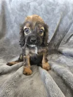 AKC Sable Girl, TEXT 520-254-7407, a female Cocker Spaniel for sale in Casa Grande, AZ – 1 of 9