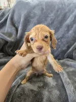 AKC Red Female, TEXT 520-254-7407, a female Dachshund for sale in Casa Grande, AZ – 6 of 10