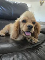 AKC Katelyn's Darker Buff Girl, a female Cocker Spaniel for sale in Casa Grande, AZ – 4 of 10