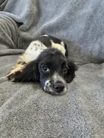 AKC Male, Text 520-254-7407 , a male Cocker Spaniel for sale in Casa Grande, AZ – 4 of 10