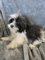 AKC Black & White Female, TEXT 520-254-7407, a female Havanese for sale in Casa Grande, AZ – 2 of 10