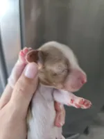 Short Hair Female - TEXT 520-254-7407 , a female Dachshund for sale in Casa Grande, AZ – 4 of 8