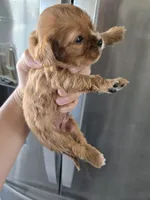 AKC Male, Text 520-254-7407 , a male Cavalier King Charles Spaniel for sale in Casa Grande, AZ – 7 of 10