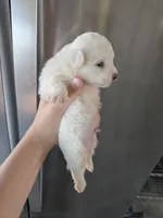 AKC Male Bichon - TEXT 520-254-7407 , a male Bichon Frise for sale in Casa Grande, AZ – 7 of 8