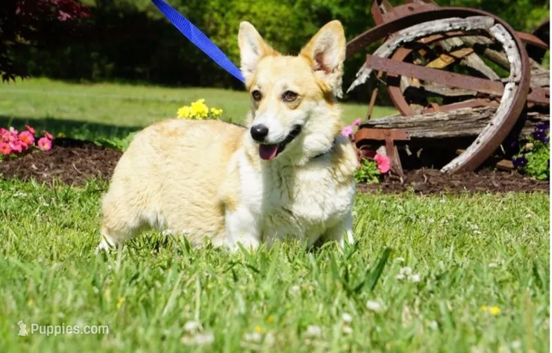 Full AKC Scarlett – Pembroke Welsh Corgi puppy for sale in Casa Grande, AZ