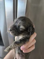 AKC Female, a female Dachshund for sale in Casa Grande, AZ – 5 of 9