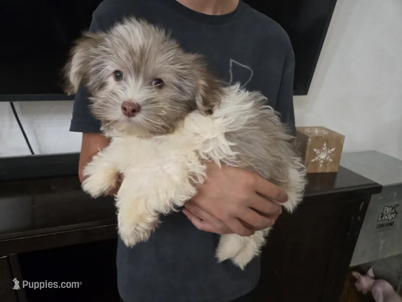 AKC Remi - Ready Now!