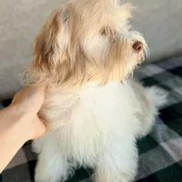 AKC Remi - Ready Now!, a male Havanese for sale in Casa Grande, AZ – Photo 3 of 6