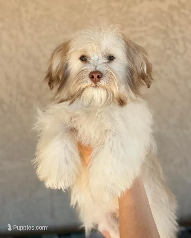 AKC Remi - Ready Now!