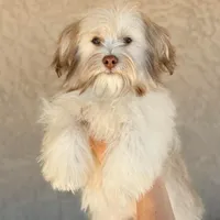 AKC Remi - Ready Now!, a male Havanese for sale in Casa Grande, AZ – Photo 1 of 6