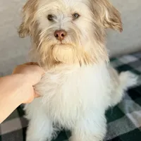 AKC Remi - Ready Now!, a male Havanese for sale in Casa Grande, AZ – Photo 2 of 6