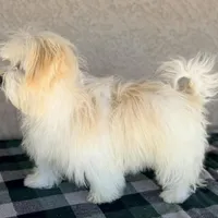 AKC Remi - Ready Now!, a male Havanese for sale in Casa Grande, AZ – Photo 4 of 6