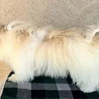 AKC Remi - Ready Now!, a male Havanese for sale in Casa Grande, AZ – Photo 5 of 6