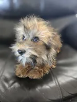 Daisy's Boy, TEXT 520-254-7407, a male Havanese for sale in Casa Grande, AZ – 4 of 10
