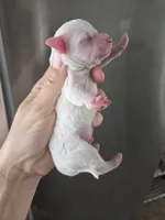 processed/0d69f46e-223c-441b-9748-1507550312ac/listing/a261bf6c-b0d0-4f25-afe2-99f2712c5173/2ed0e982-a997-4105-ad80-66d9322c6b2b