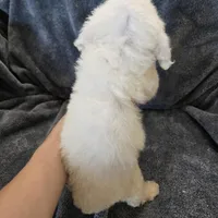 AKC Bichon Boy, a male Bichon Frise for sale in Casa Grande, AZ – Photo 6 of 10