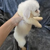 AKC Bichon Boy, a male Bichon Frise for sale in Casa Grande, AZ – Photo 8 of 10