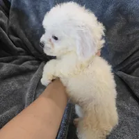 AKC Bichon Boy, a male Bichon Frise for sale in Casa Grande, AZ – Photo 7 of 10