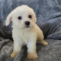 AKC Bichon Boy, a male Bichon Frise for sale in Casa Grande, AZ – Photo 3 of 10