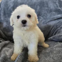 AKC Bichon Boy, a male Bichon Frise for sale in Casa Grande, AZ – Photo 2 of 10