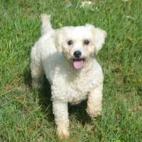 AKC Bichon Boy, a male Bichon Frise for sale in Casa Grande, AZ – Photo 10 of 10