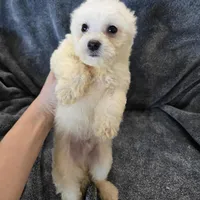 AKC Bichon Boy, a male Bichon Frise for sale in Casa Grande, AZ – Photo 5 of 10
