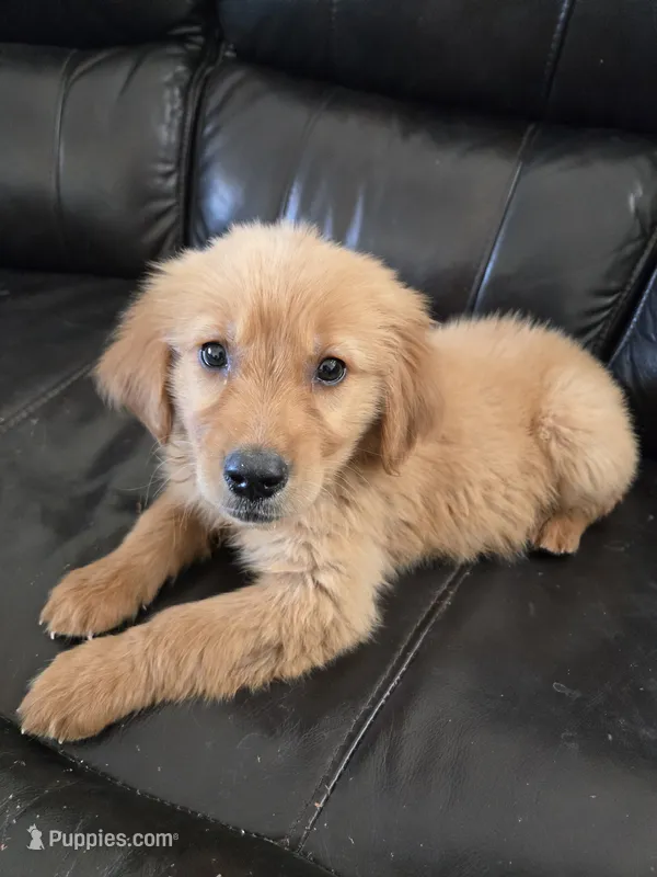 AKC Chloe's Girl - Text 520-254-7407  – Golden Retriever puppy for sale in Casa Grande, AZ