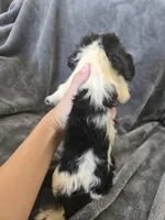 AKC Female - TEXT 520-254-7407 , a female Cocker Spaniel for sale in Casa Grande, AZ – 4 of 8