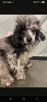 AKC Lucy's Red Male, TEXT 520-254-7407, a male Poodle - Miniature  for sale in Casa Grande, AZ – 10 of 10