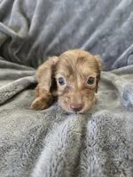 AKC Liver Male, TEXT 520-254-7407, a male Dachshund for sale in Casa Grande, AZ – 2 of 10