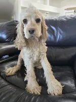 AKC Bella's Light Cocker Girl, a female Cocker Spaniel for sale in Casa Grande, AZ – 1 of 9