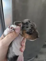 Short Hair Female - TEXT 520-254-7407 , a female Dachshund for sale in Casa Grande, AZ – 2 of 7