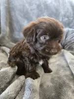 AKC Bisque's Brown Girl, TEXT 520-254-7407, a female Havanese for sale in Casa Grande, AZ – 3 of 10