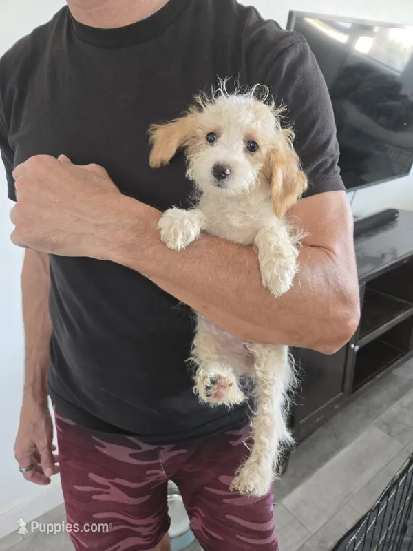 AKC Female, TEXT 520-254-7407 – Poodle - Miniature  puppy for sale in Casa Grande, AZ