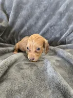 AKC Red Female, TEXT 520-254-7407, a female Dachshund for sale in Casa Grande, AZ – 8 of 10