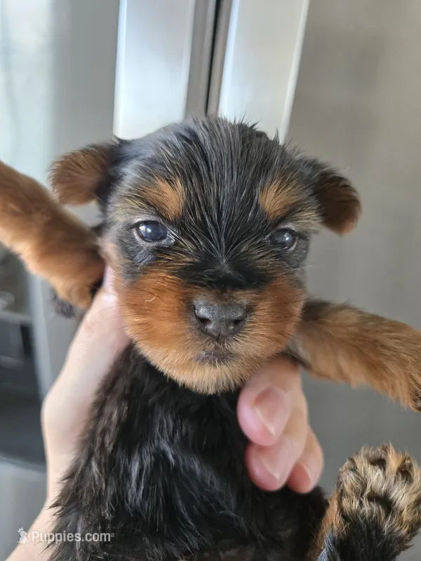 AKC Male - TEXT 520-254-7407  – Yorkshire Terrier puppy for sale in Casa Grande, AZ