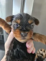 AKC Male - TEXT 520-254-7407 , a male Yorkshire Terrier for sale in Casa Grande, AZ – 1 of 9