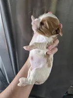 AKC Blenheim Female - TEXT 520-254-7407 , a female Cavalier King Charles Spaniel for sale in Casa Grande, AZ – 5 of 9