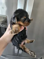 AKC Female - TEXT 520-254-7407 , a female Yorkshire Terrier for sale in Casa Grande, AZ – 5 of 9