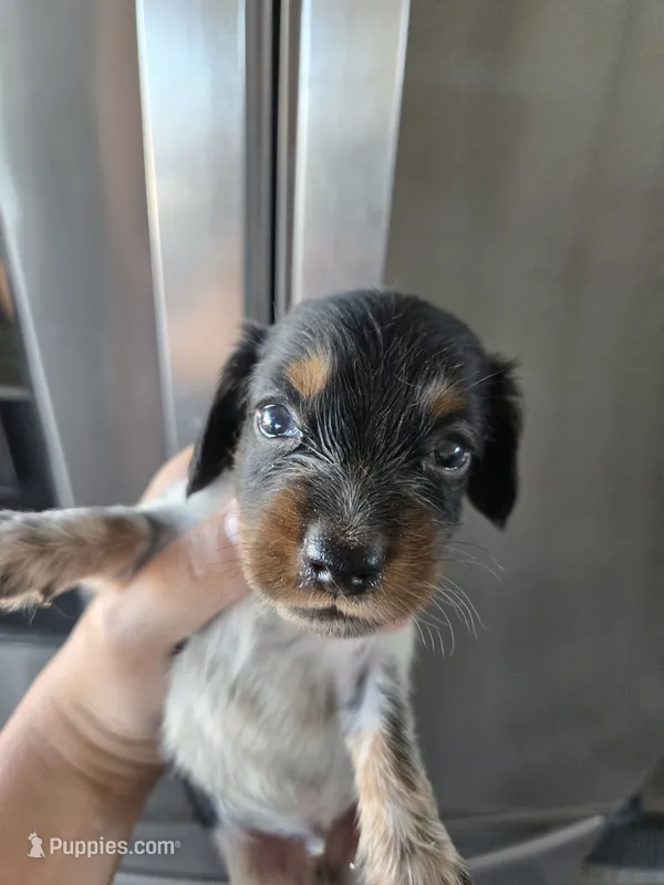 AKC Pepper's Black & White Male, TEXT 520-254-7407  – Dachshund puppy for sale in Casa Grande, AZ