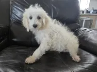 AKC Female - TEXT 520-254-7407 , a female Poodle - Miniature  for sale in Casa Grande, AZ – 4 of 10