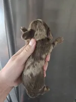 AKC Pepper's Male Chocolate Dapple, TEXT 520-254-7407 , a male Dachshund for sale in Casa Grande, AZ – 7 of 7