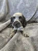 AKC Dora's Roan Girl, TEXT 520-254-7407, a female Cocker Spaniel for sale in Casa Grande, AZ – 4 of 10
