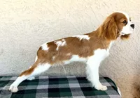 AKC Kai , a male Cavalier King Charles Spaniel for sale in Casa Grande, AZ – Photo 7 of 8